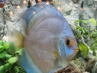 Discus Blue Diamond