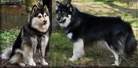 Finsk Lapphund