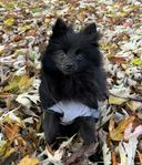 Pomeranian 10 månader