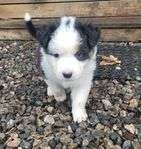 Australian Shepherd Haneu