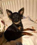 Rysk toy terrier valp