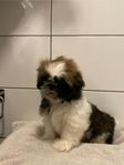 shih tzu  9 veckor 