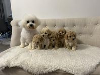 bichon frise / toy pudel ( frisepoo)