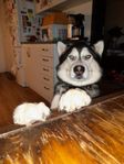 omplacering husky/malamute