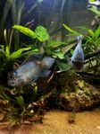 2st Electric Blue Acara lekpar