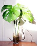 Monstera Växt