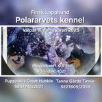 Valpar - Finsk lapphund (skk)