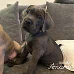 Cane Corso valpar - Lev.klara 07/01/25