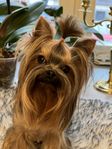 Yorkshireterrier till avel 