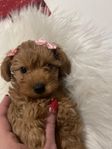 Multi Australian Labradoodle