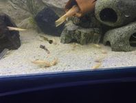 Corydoras Albino 