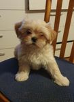 Lhasa apso valp