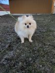 Pomeranian