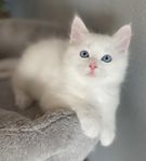 Ragdoll/ Maine Coon mix Hane