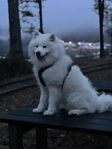 Samojed Sammy