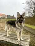 Shilo Sheperd/American Wolfdog hane lånas ut till avel