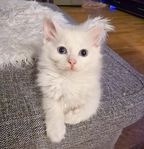 blandras kattunge Ragdoll/turkiska van