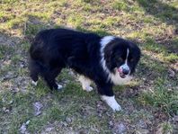 Miniature American Shepherd (MAS) hane SKK