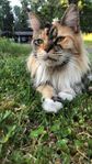 Maine coon