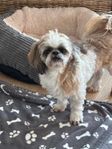 Vår Ludde (Shih Tzu) söker nytt hem