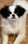 Japanese chin tik-SKK