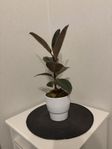 Ficus Elastica Ruby 