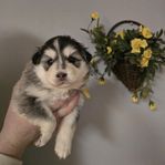 Valpar - Finsk Lapphund 