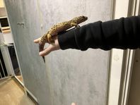 leopardgecko 