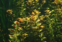 Ludwigia repens 10st skott