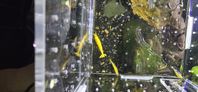 Neocaridina yellow stripe