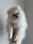 Pomeranian valp