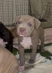 American bully 