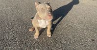 American Bully Tik Valp