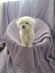 Maltipoo valp hane 