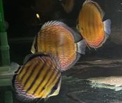  Vildfångade Discus