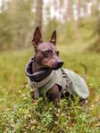 American Hairless Terrier