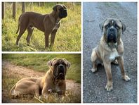 Cane Corso hane, SKK