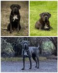 Cane Corso tik, SKK