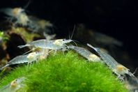 Neocaridina räkor med leverans 