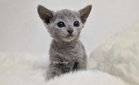 Russian blue kattungar 