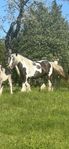 irish cob 