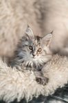 Maine coon