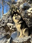 Finsk Lapphund valp