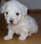 bichon frise blandras 