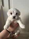 bichon frise blandras 