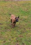 Malinois valpar Reg SKK