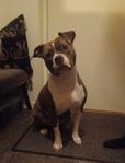 American bully XL