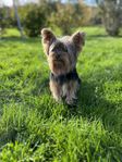 omplacering yorkshire terrier