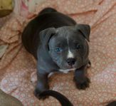 American bully pocket 