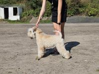 Irish softcoated wheaten terrier Tik